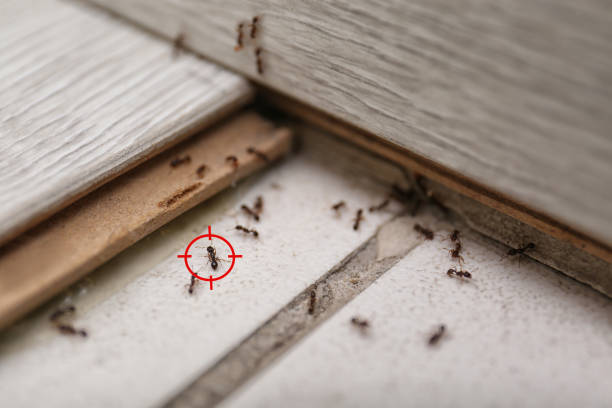 Best Best Pest Control Companies  in West Pittston, PA